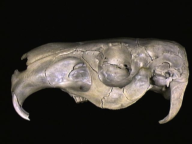 Sarcopterygii