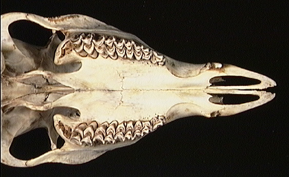 Euteleostomi