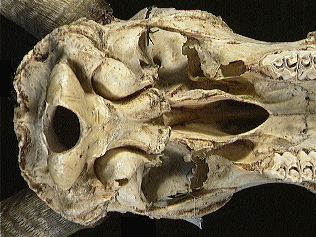 Craniata