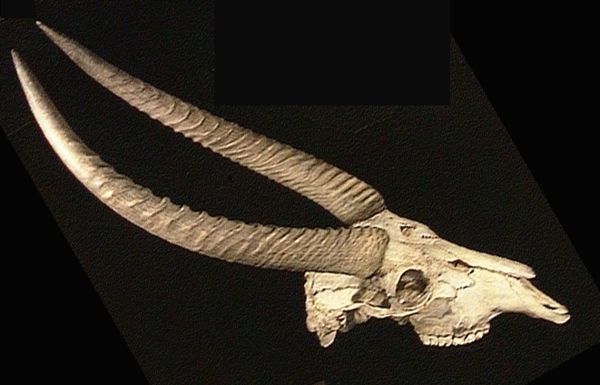 Craniata