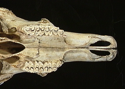 Euteleostomi