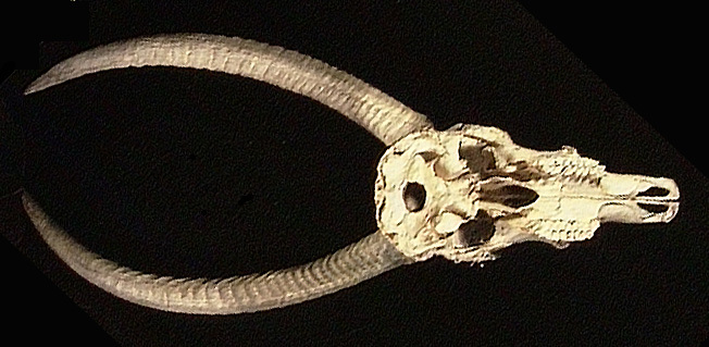 Deuterostomia