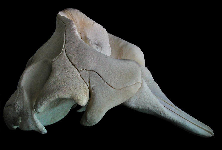 Vertebrata