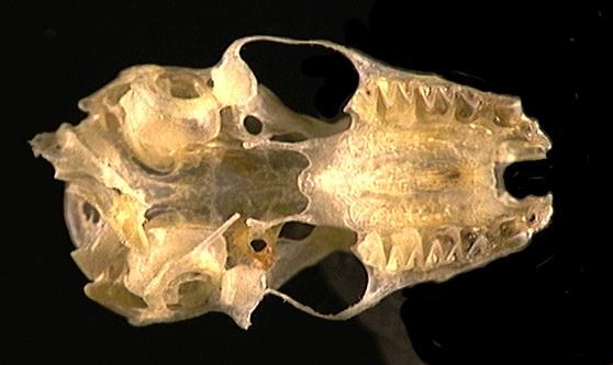 Euteleostomi