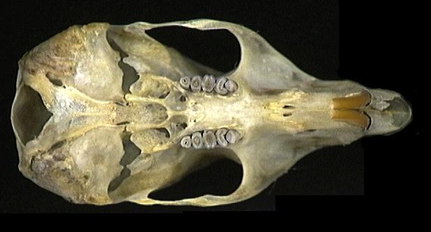 Craniata