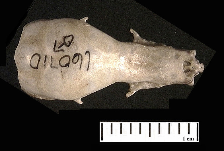 Euteleostomi