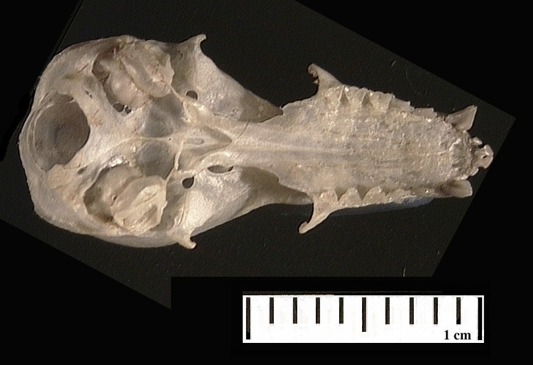 Deuterostomia