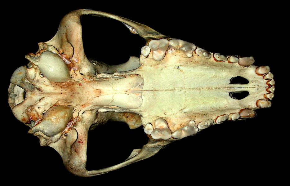 Eumetazoa