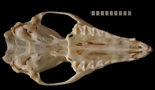 Craniata