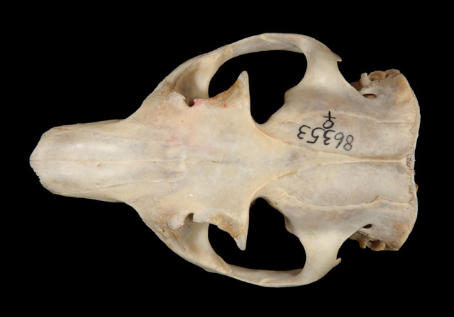 Craniata