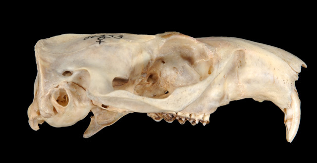 marmota_lateral