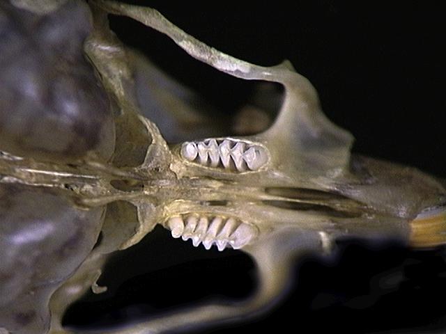 Craniata