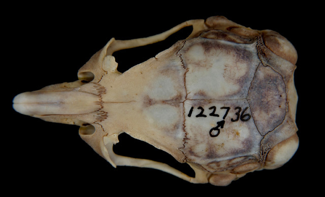 Craniata