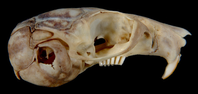 Craniata