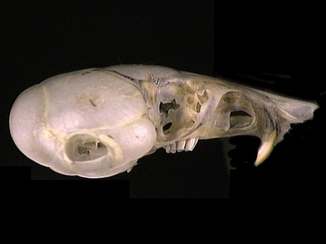 Euteleostomi