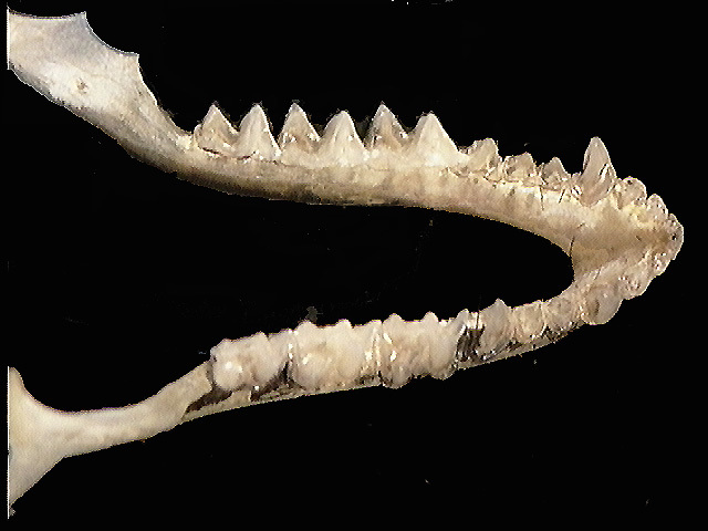 Deuterostomia