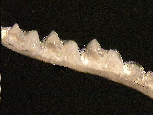 Euteleostomi