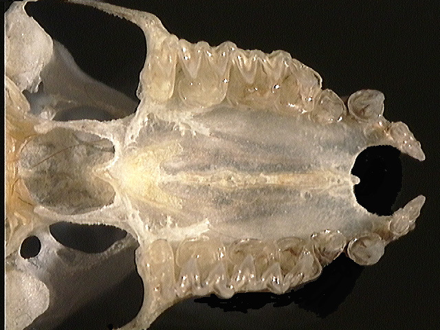 Eumetazoa