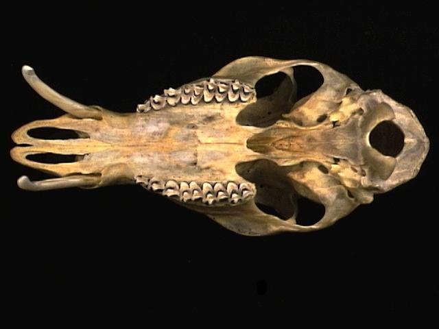 Eumetazoa