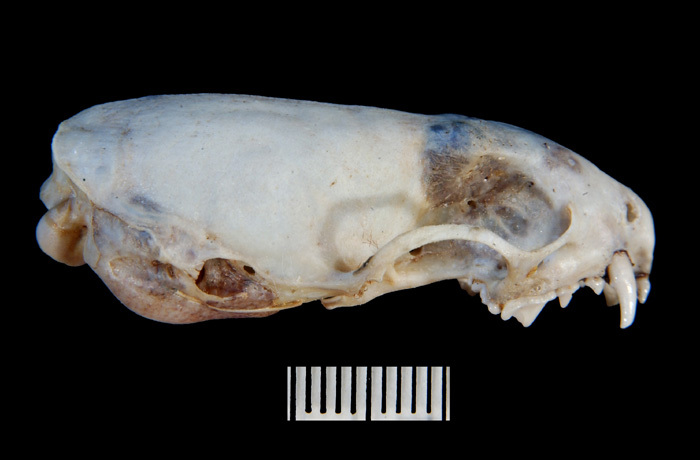 Craniata