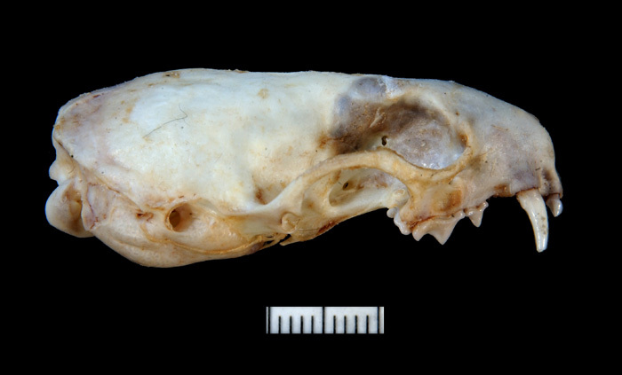 Craniata