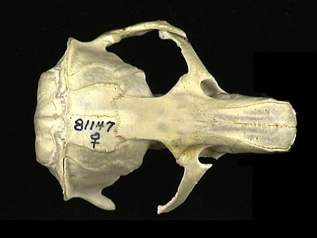 Craniata