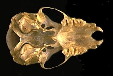 Euteleostomi