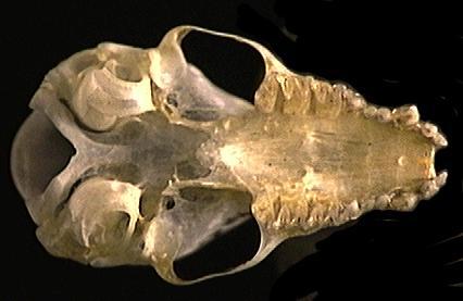 Craniata