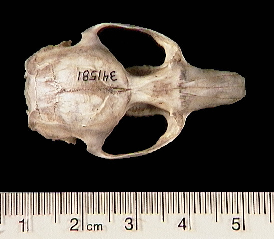 Craniata