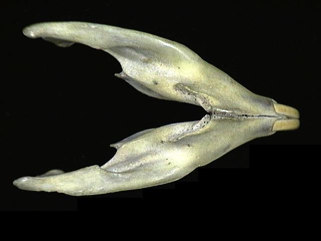 Deuterostomia