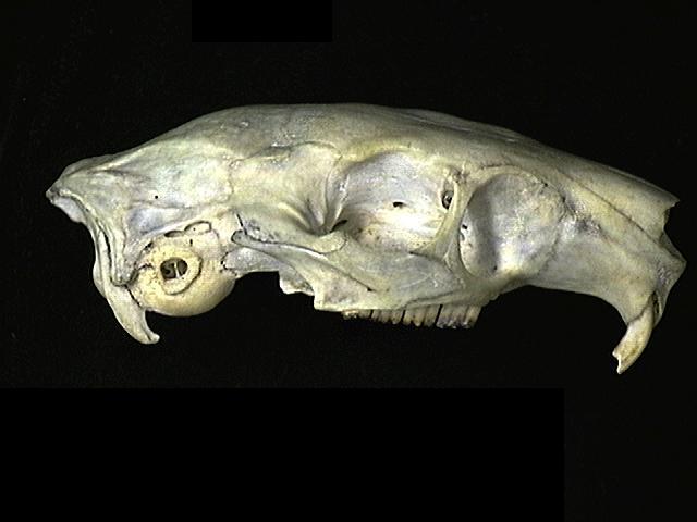 Deuterostomia