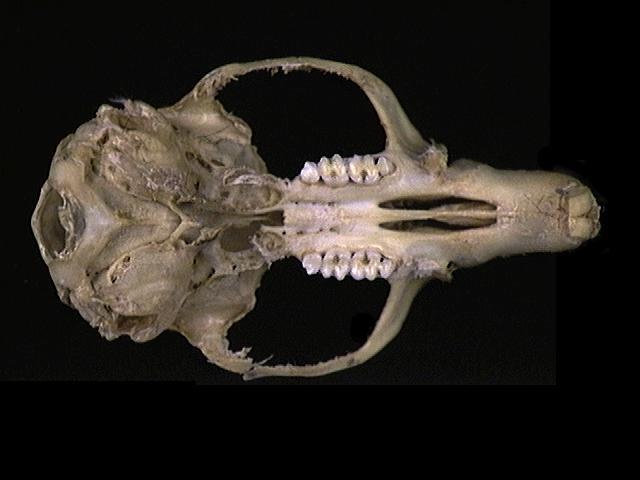 Craniata