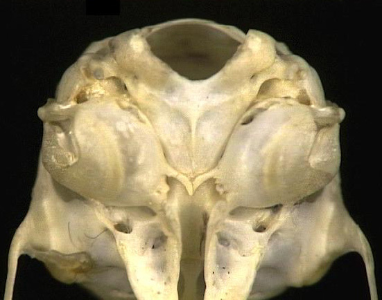 Gnathostomata