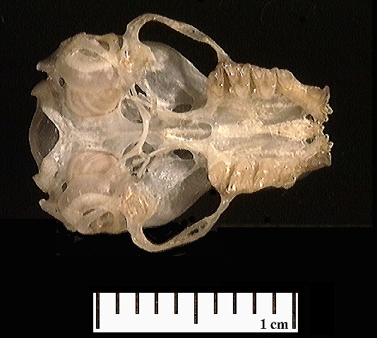 Deuterostomia