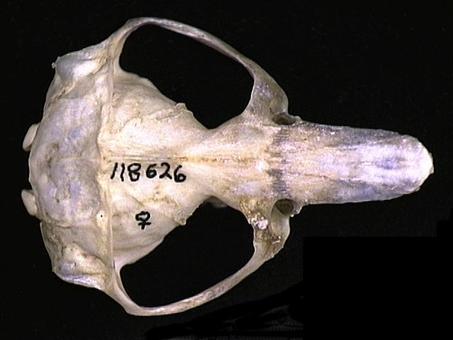 Deuterostomia