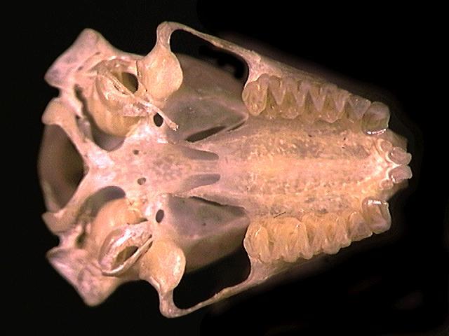 Eumetazoa