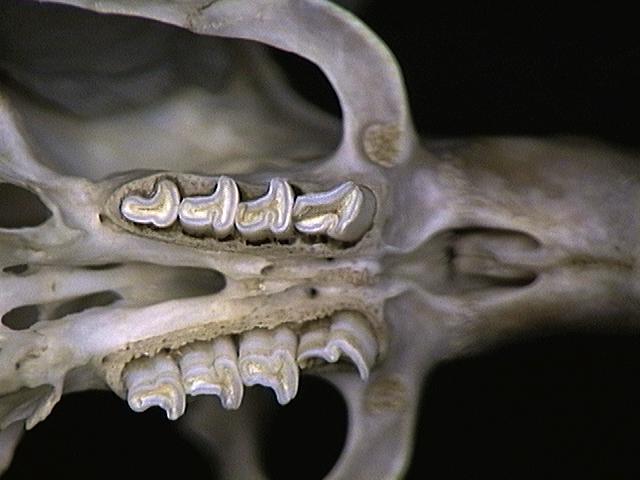 Craniata