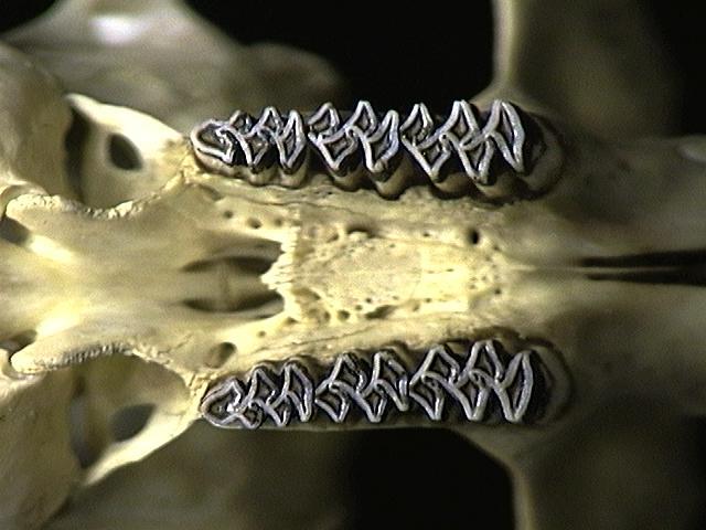 Craniata