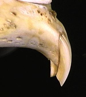 Eumetazoa