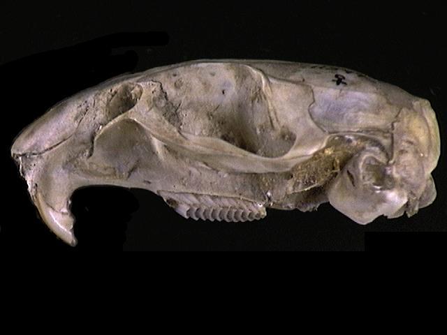 Deuterostomia