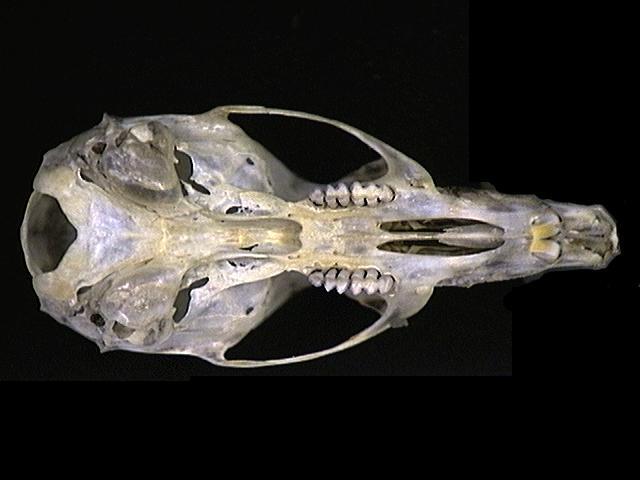 Eumetazoa