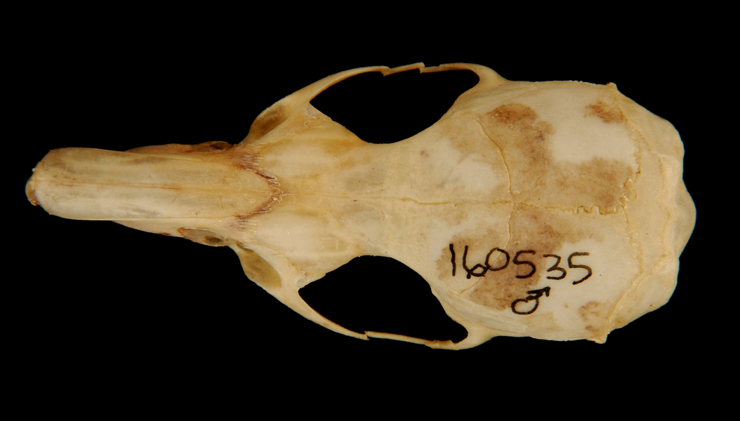 Oxymycterus5983