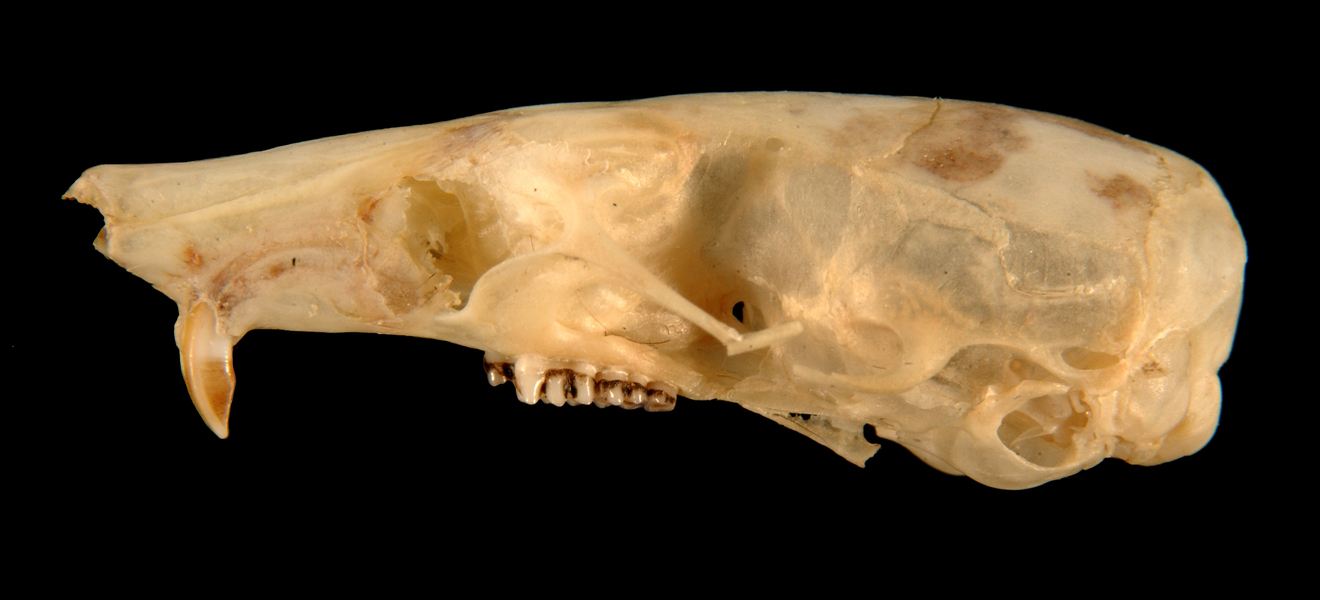 Craniata