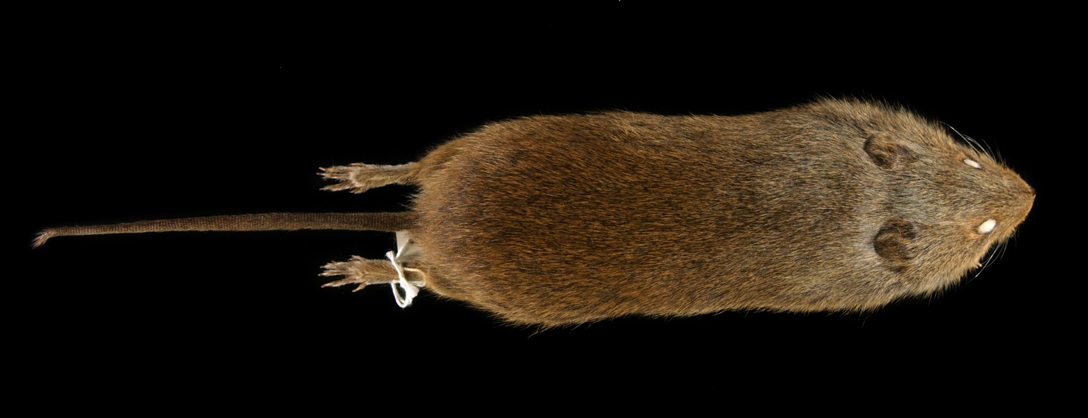 Deuterostomia