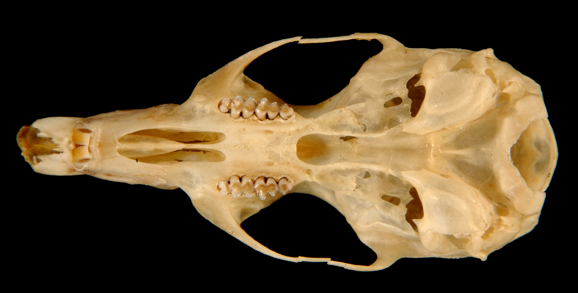 oxymycterus5985