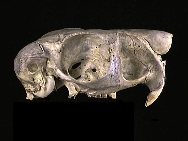 Deuterostomia