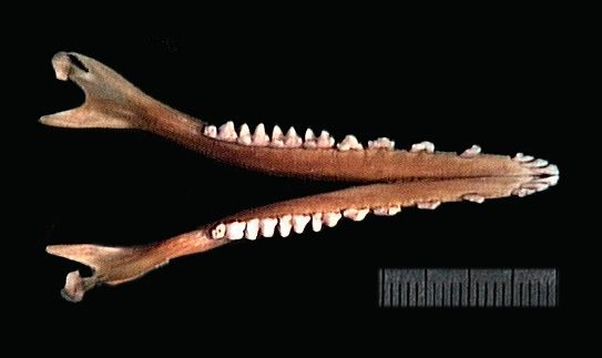 Euteleostomi