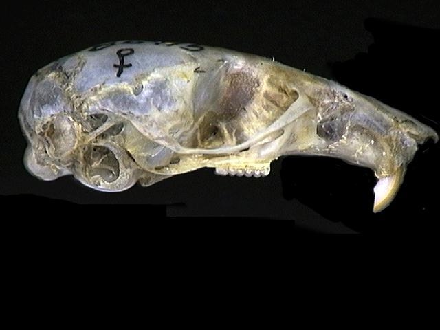 Craniata