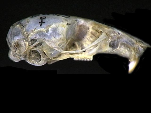 Craniata