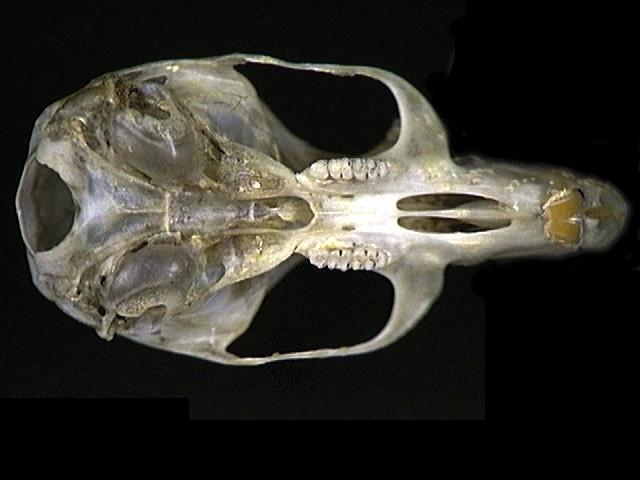 Eumetazoa